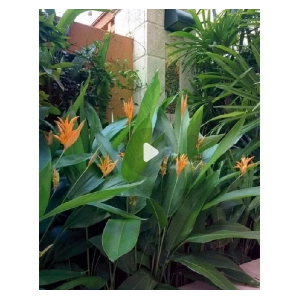 TANAMAN HIAS PISANG HELICONIA BUNGA MERAH / ORANGE - TANAMAN HIAS HIDUP PISANG HELICONIA
