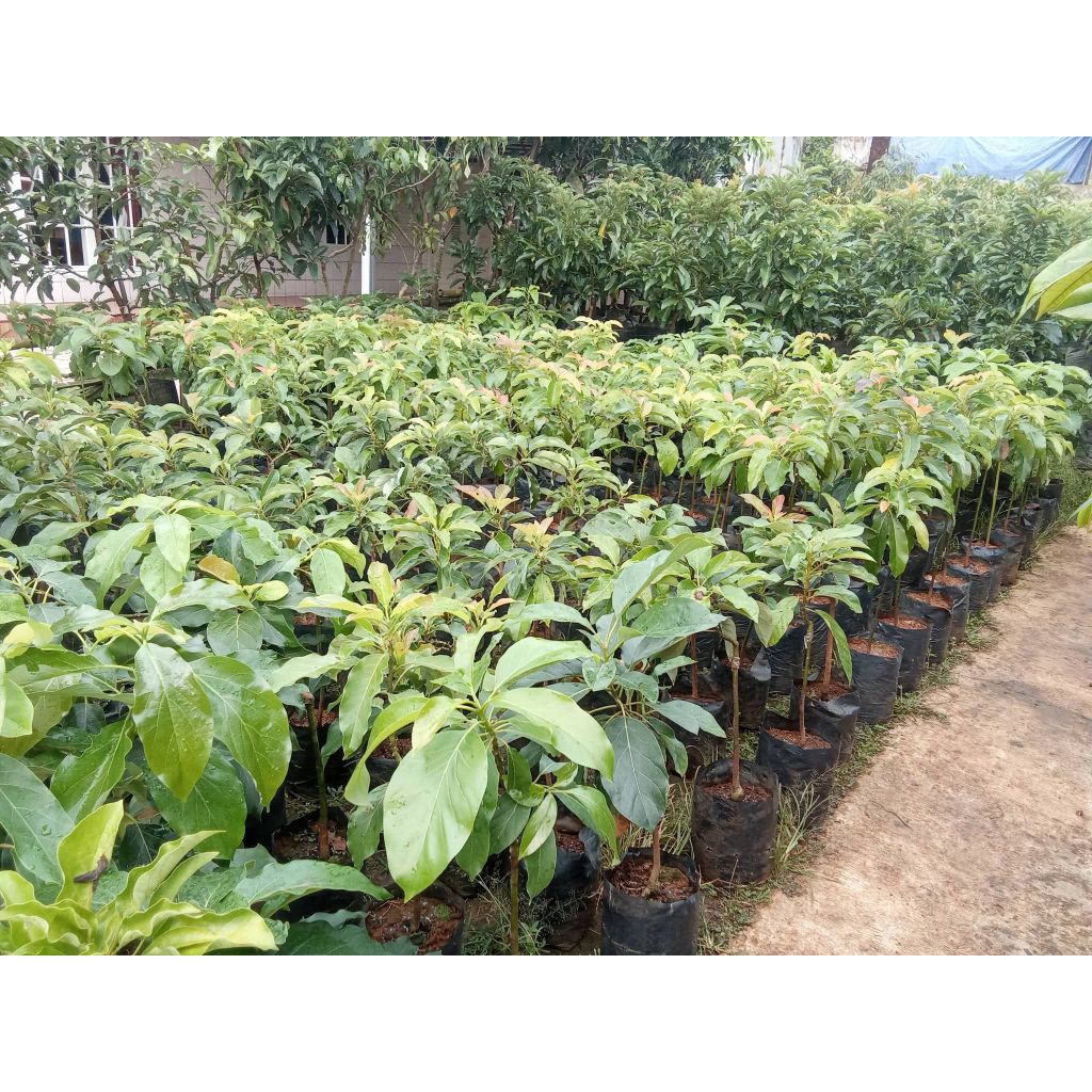 Bibit pohon alpukat madu