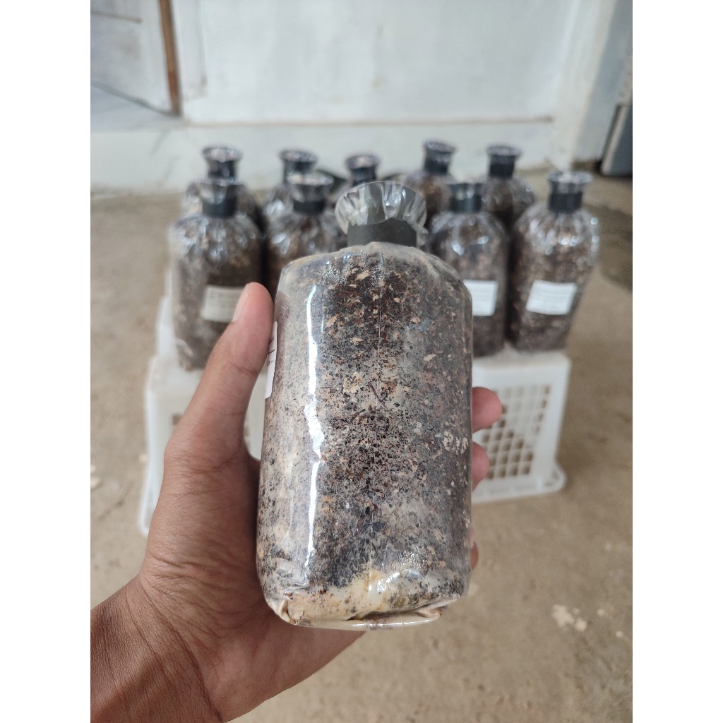 bibit jamur pentol/merang - Cod