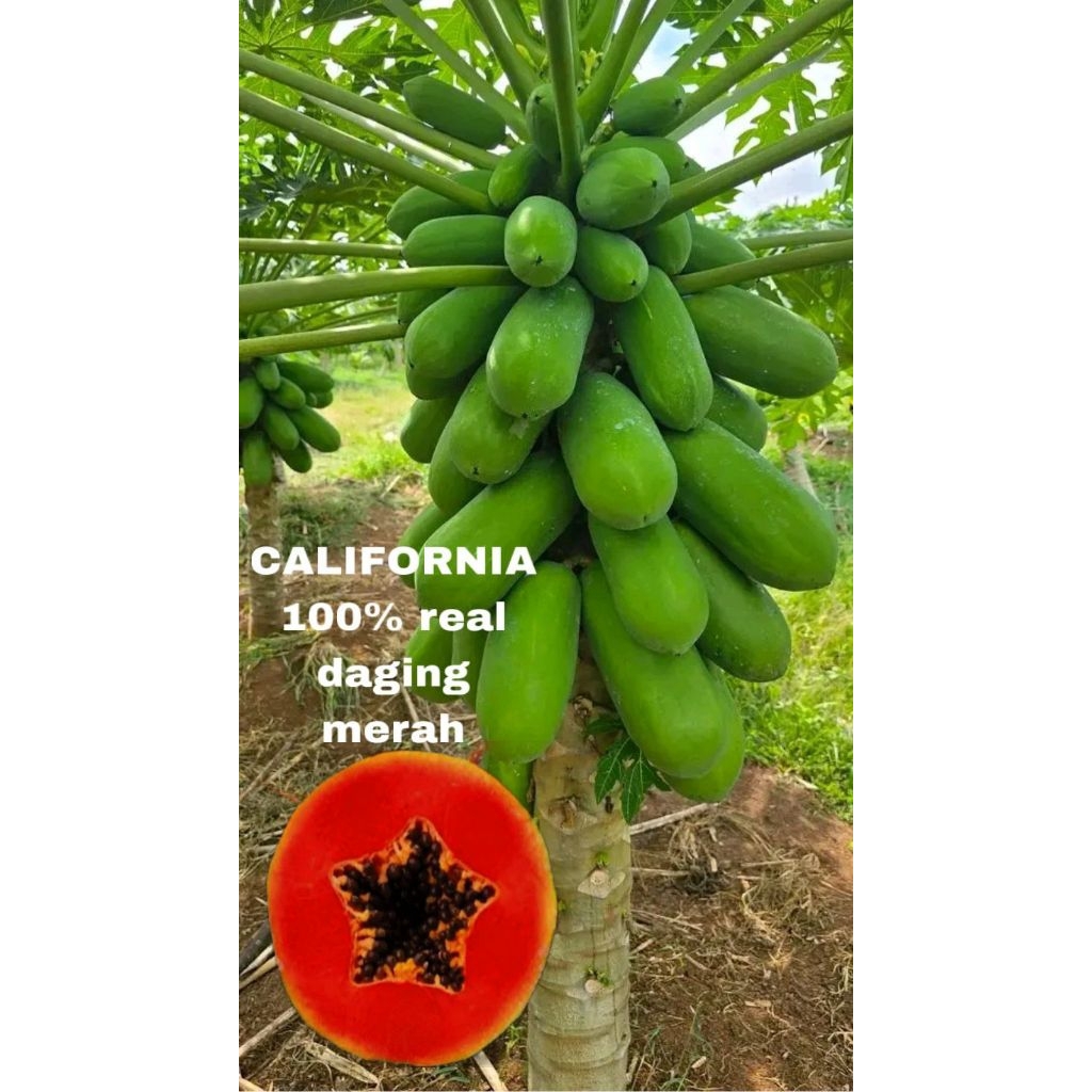 100 BUTIR BENIH BIJI POHON PEPAYA CALIFORNIA MADU SUPER PREMIUM 100% BIJI ASLI CALIFORNIA