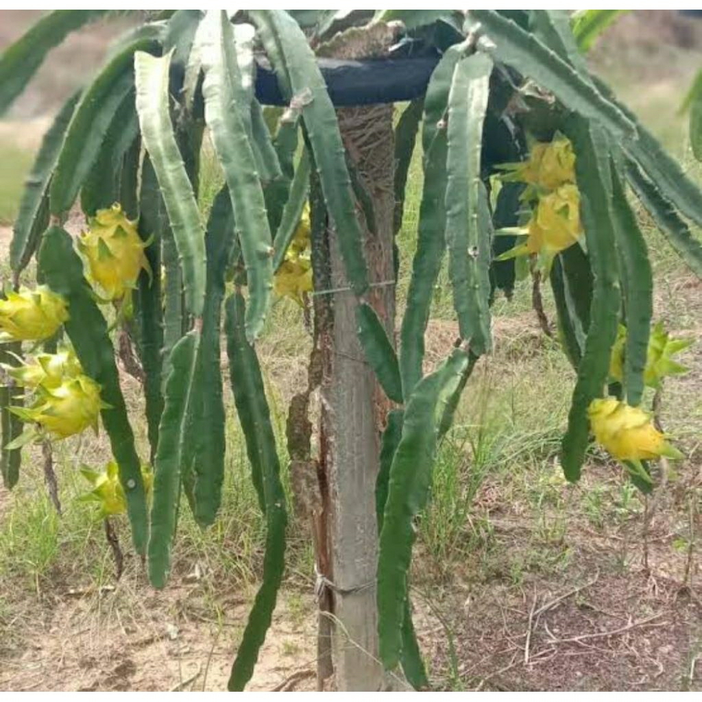 Benih buah Naga Kuning