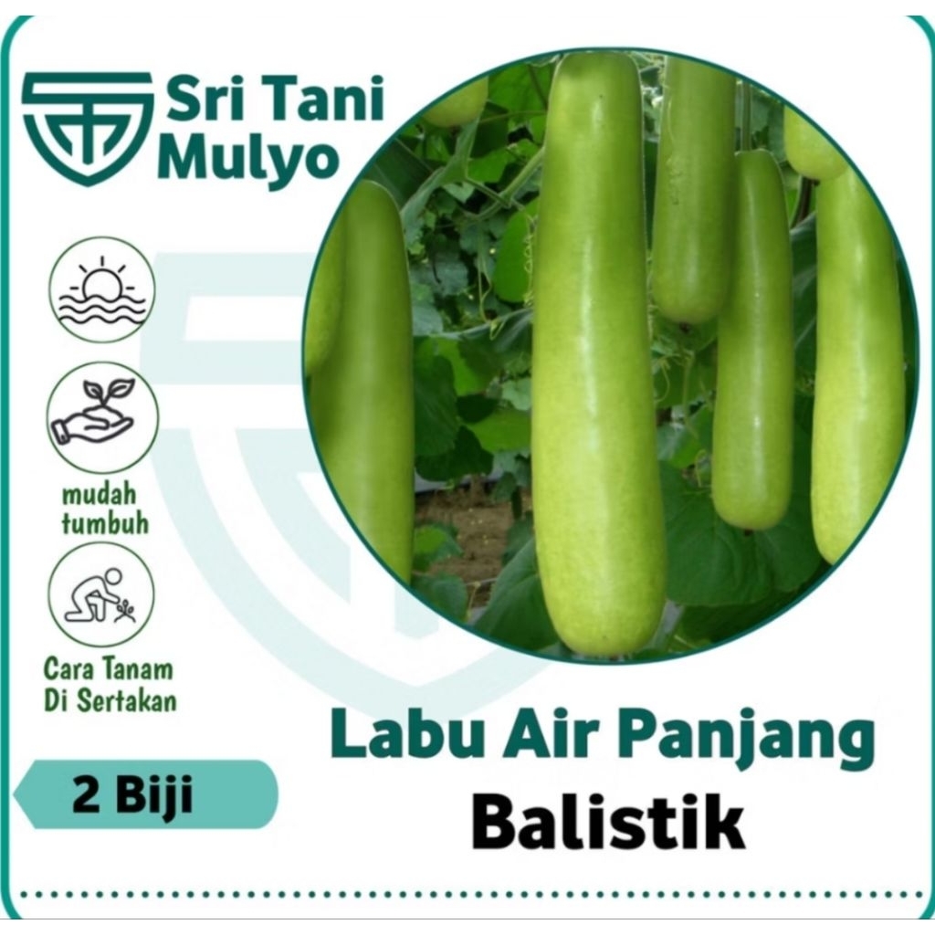 2 Biji - Benih Labu Siam BALISTIK - Labu Air Labu Panjang Labu Hijau - Bibit Buah - Bibit Sayuran