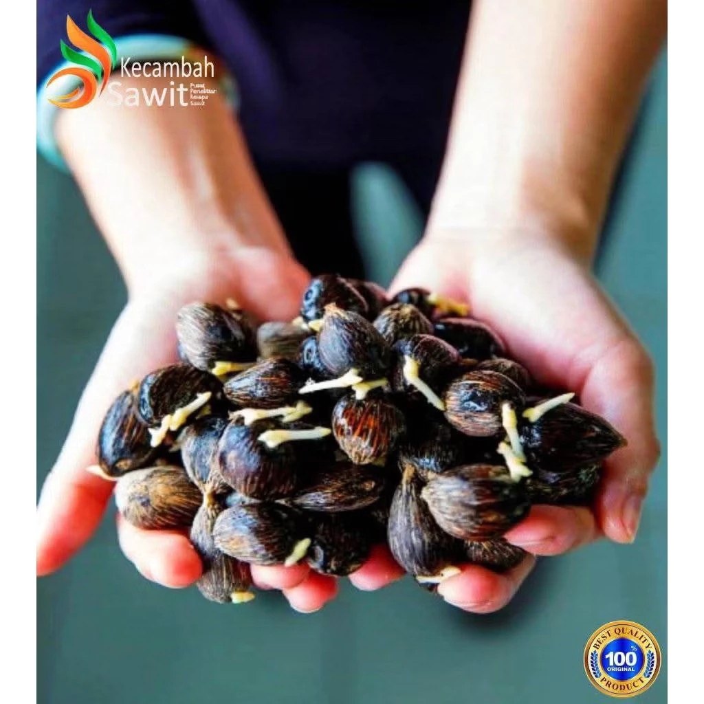 BENIH KECAMBAH SAWIT PPKS YANGAMBI UNGGUL ASLI DAN BERKULITAS ISI 150 dan 100 butir bisa cod/bayar d