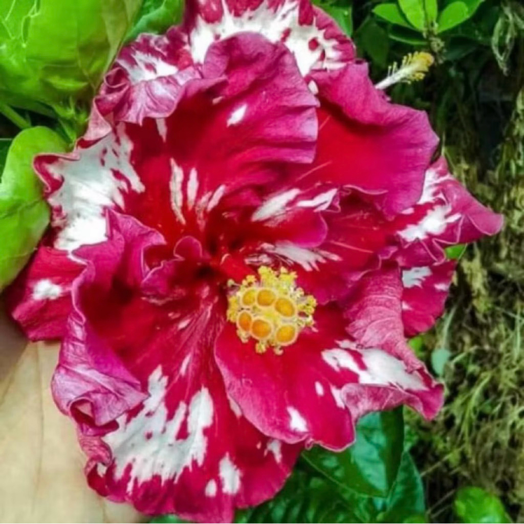 PROMO Tanaman Hias Hibiscus Bunga Sepatu Bangkok Import