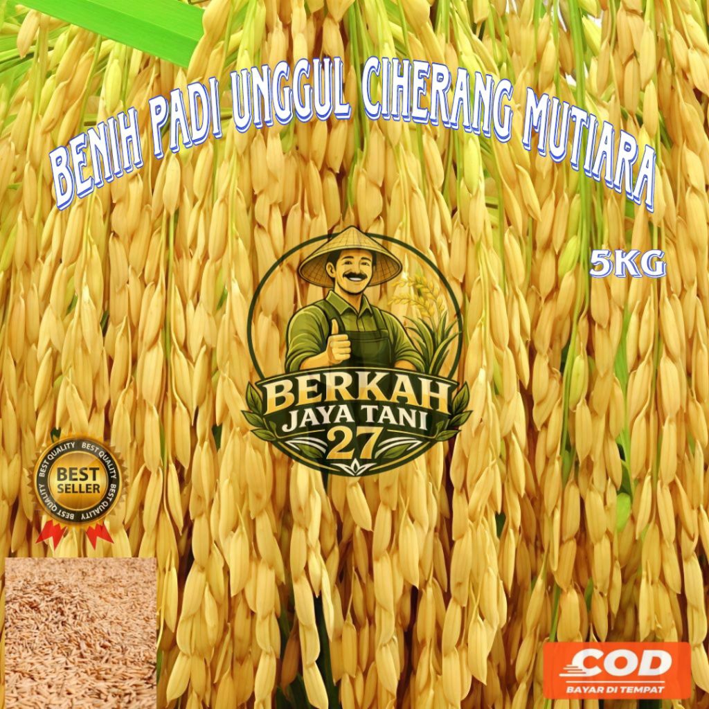 5KG BENIH PADI UNGGUL CIHERANG MUTIARA BERKUALITAS