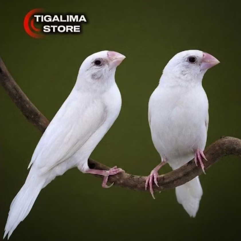 EMPRIT JEPANG FINCH PUTIH POLOS SEPASANG