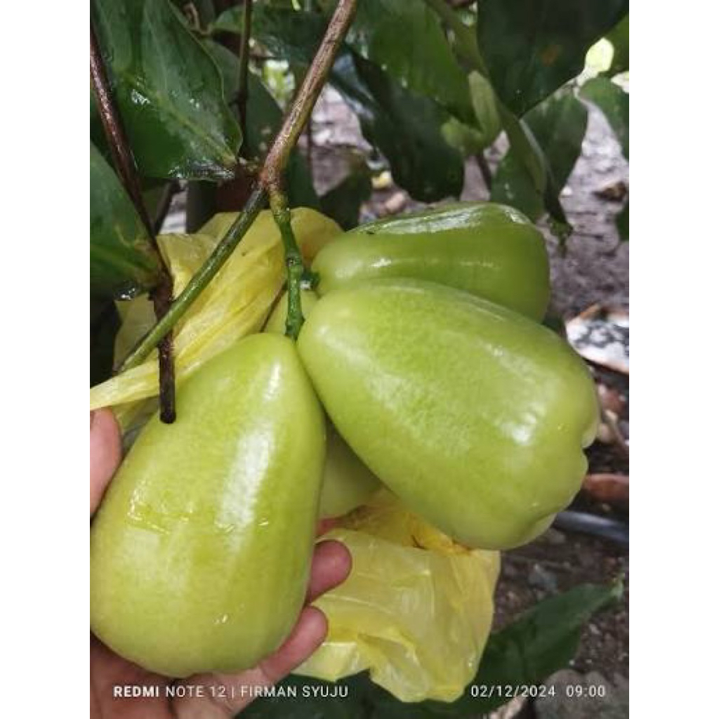 Jambu Air Salju Fresh 1Kg