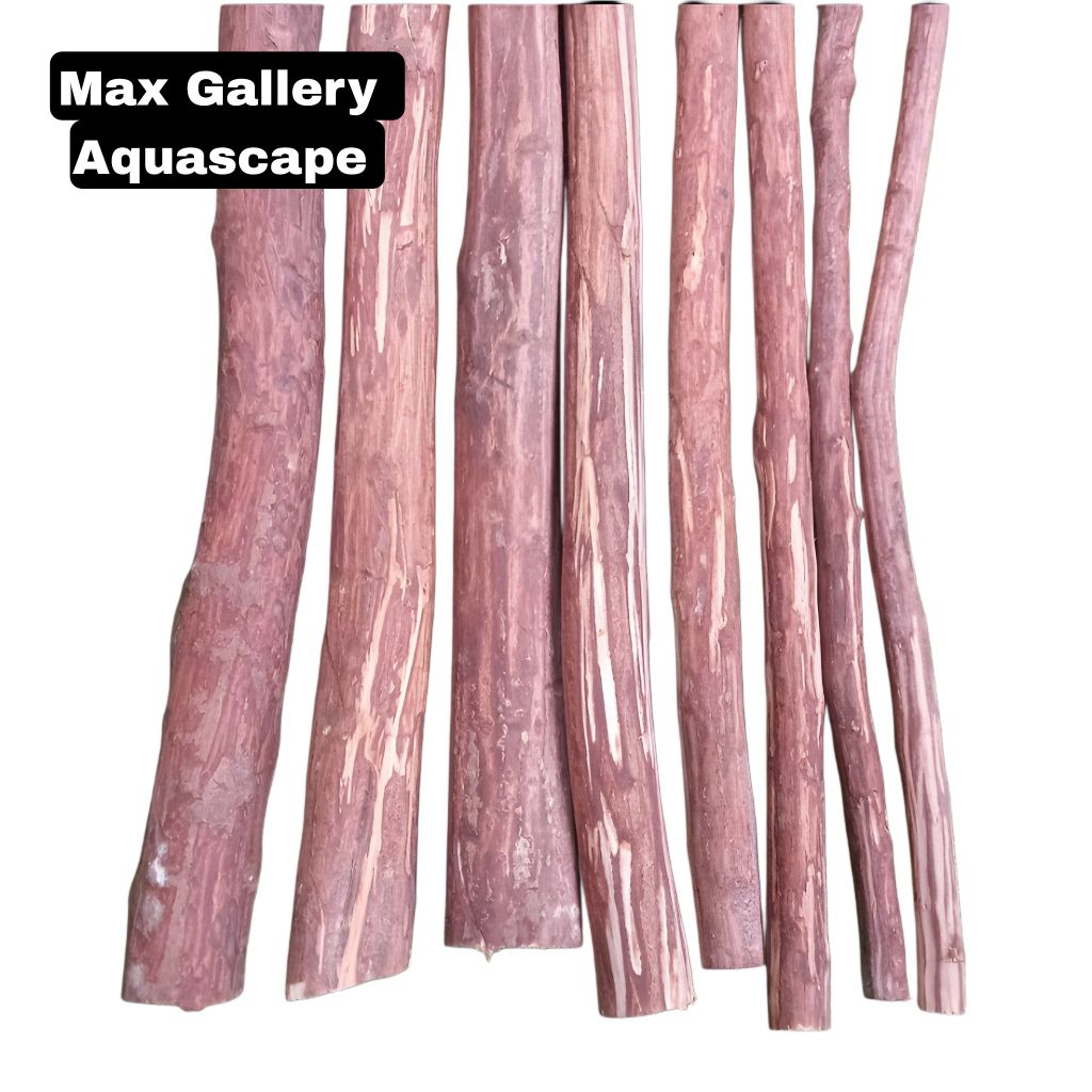 Aquarium Aquascape Kayu Rasamala Lurus Panjang 50cm