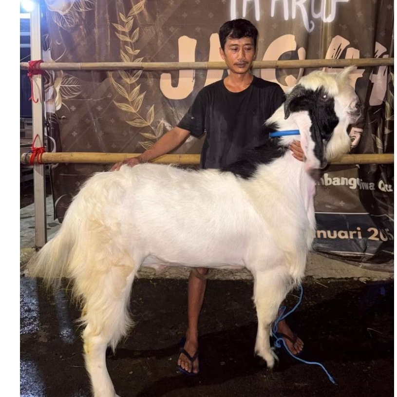 hewan Qurban / Aqiqah Kambing jawa randu / PEE (kambing etawa) / Domba