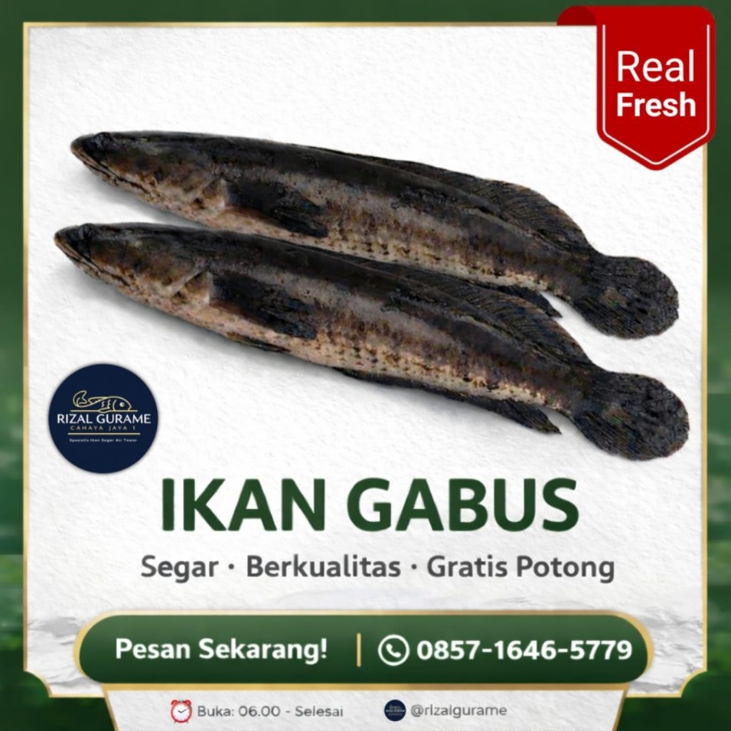 RIZAL GURAME - Ikan Gabus Segar / Hidup Untuk Konsumsi Kualitas Super