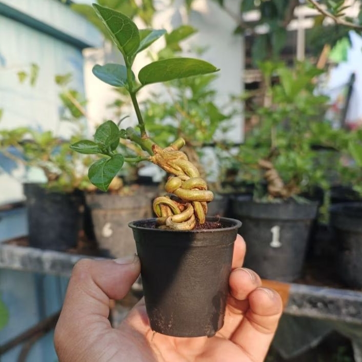 Bahan Bonsai Sancang Shito / Mame