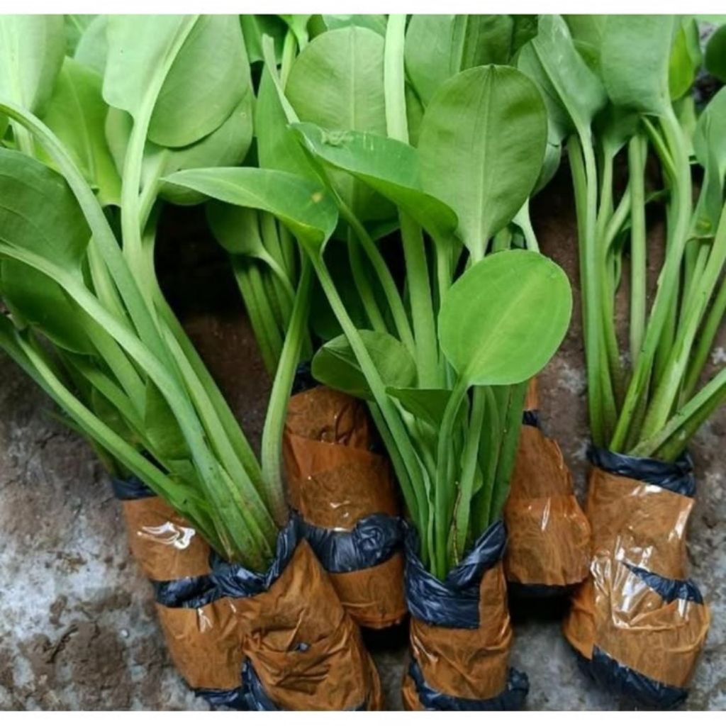 Bibi genjer sayur organik / bibit gendot sayur siap tanam