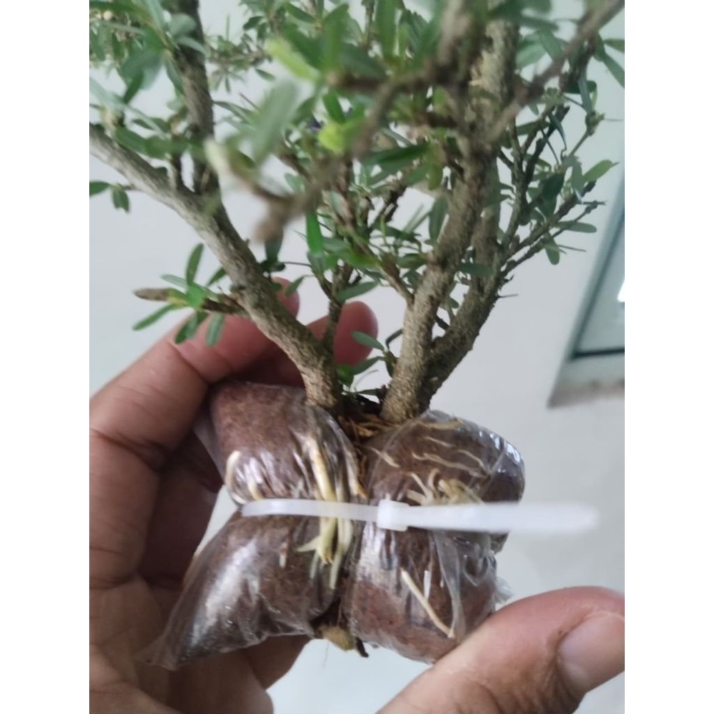 saeng simbur super mikro Vietnam