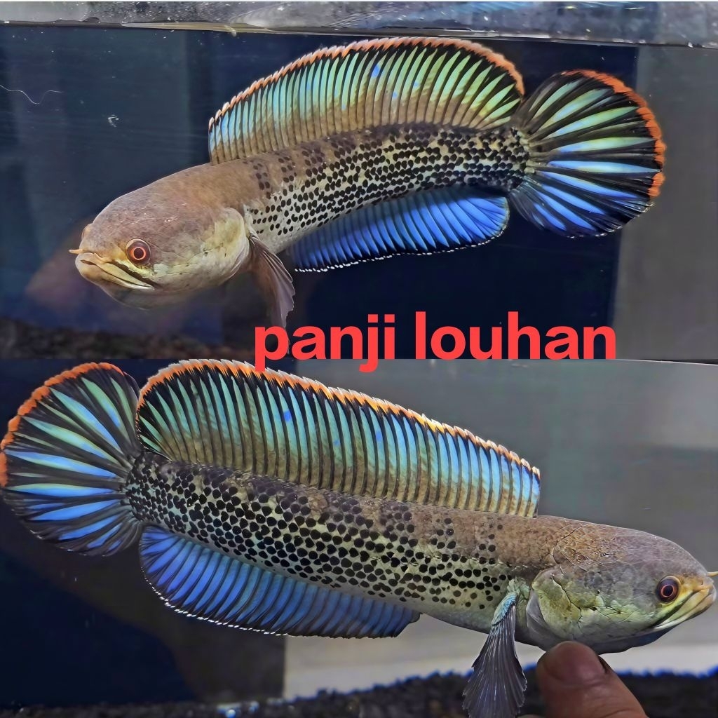 ikan hias predator chana stewartii size 15_17 cm