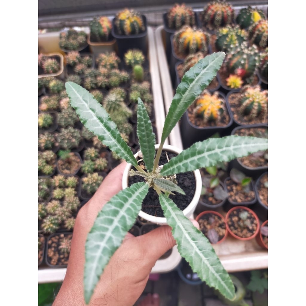 Dorstenia Lancifolia Hybrid Langka