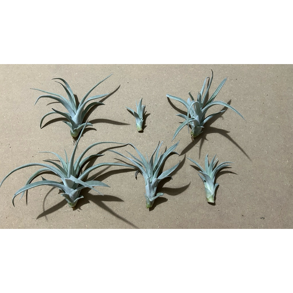 tillandsia capitata yellow