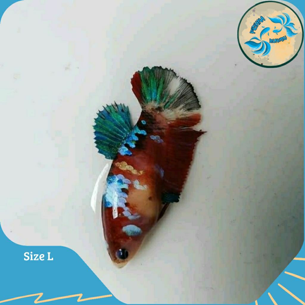 Hiasan Cupang Betina Hmpk Koi