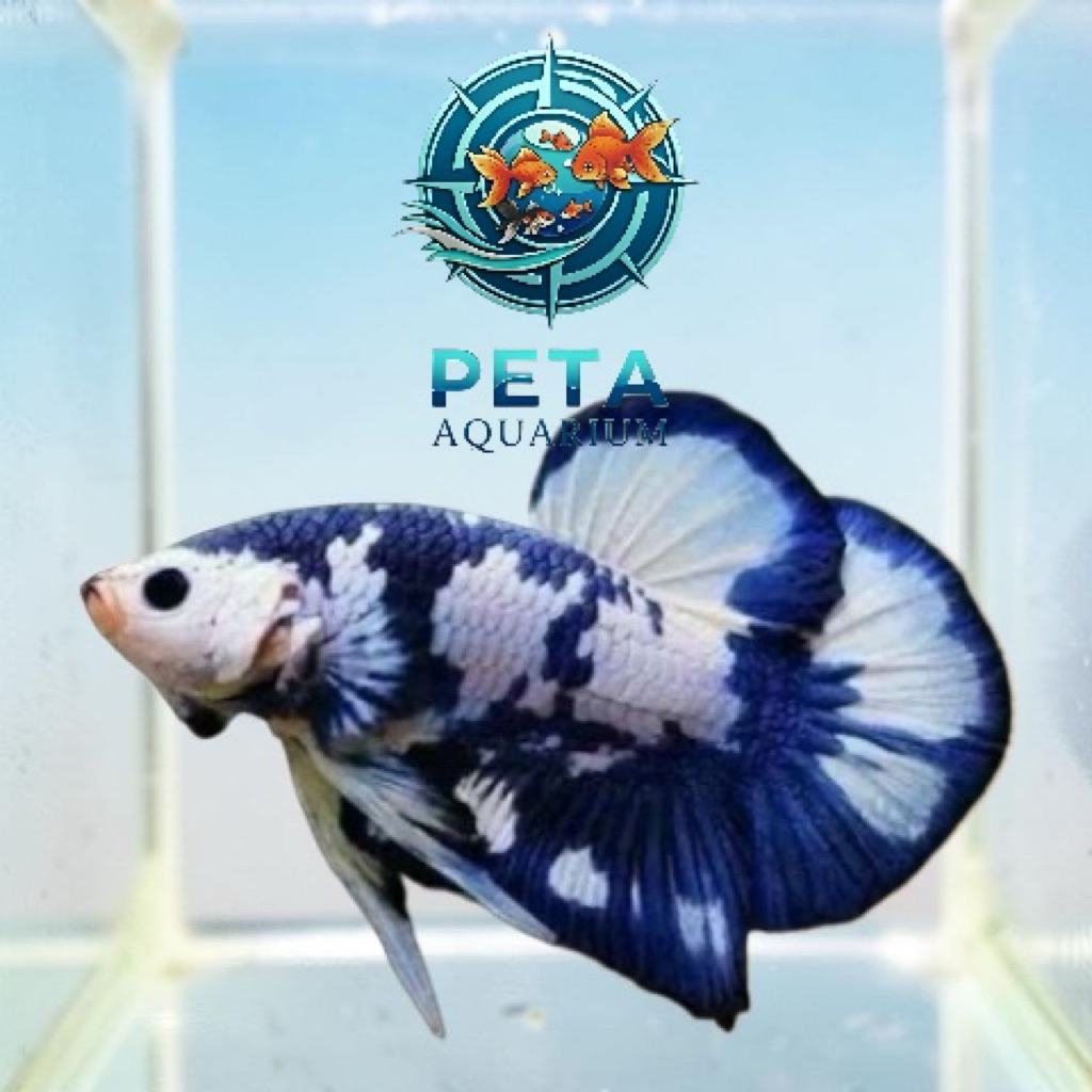 INSTANT Ikan Cupang Blue Panda Jantan - Tahan Lama, Warna Kombinasi, Mudah Dirawat