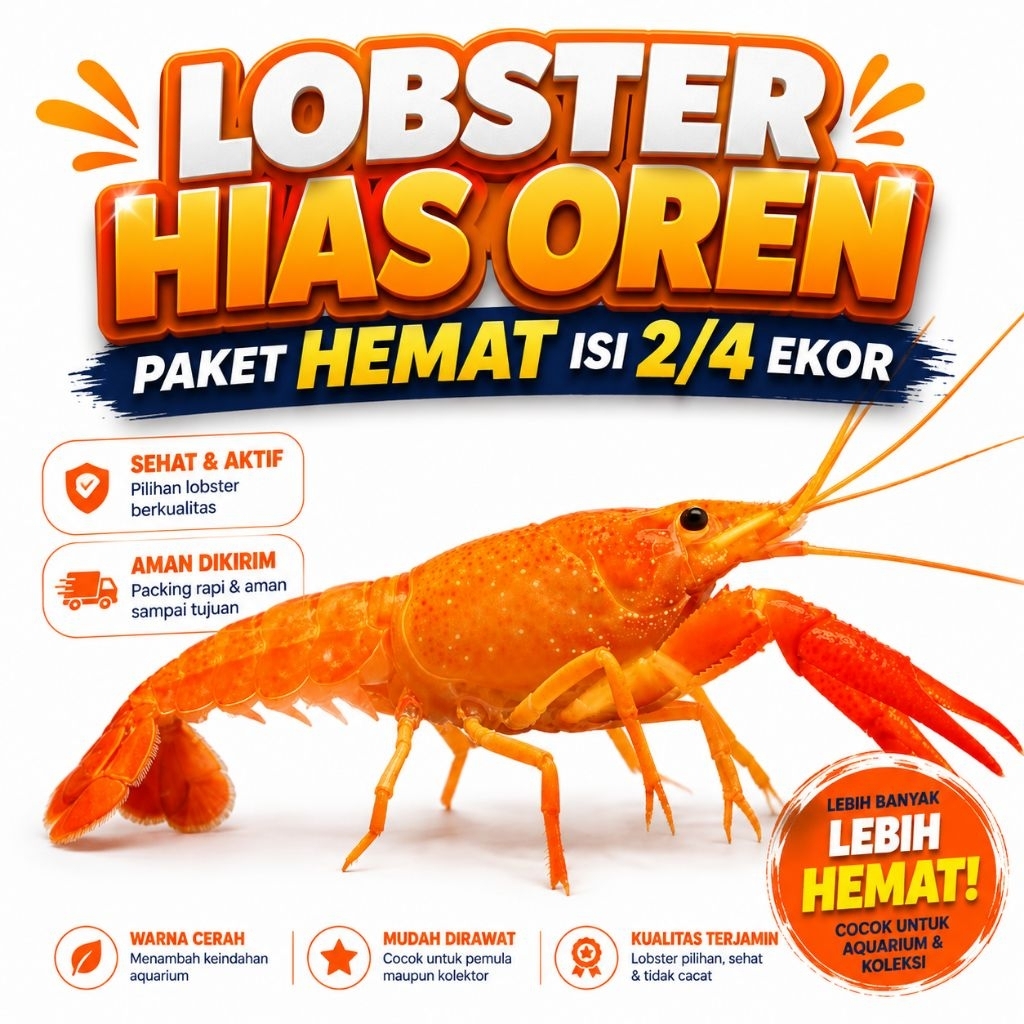 Lobster Hias Aquarium lobster Air Tawar warna Oren Clarkii - Lobster  hias Aquarium/aquascape
