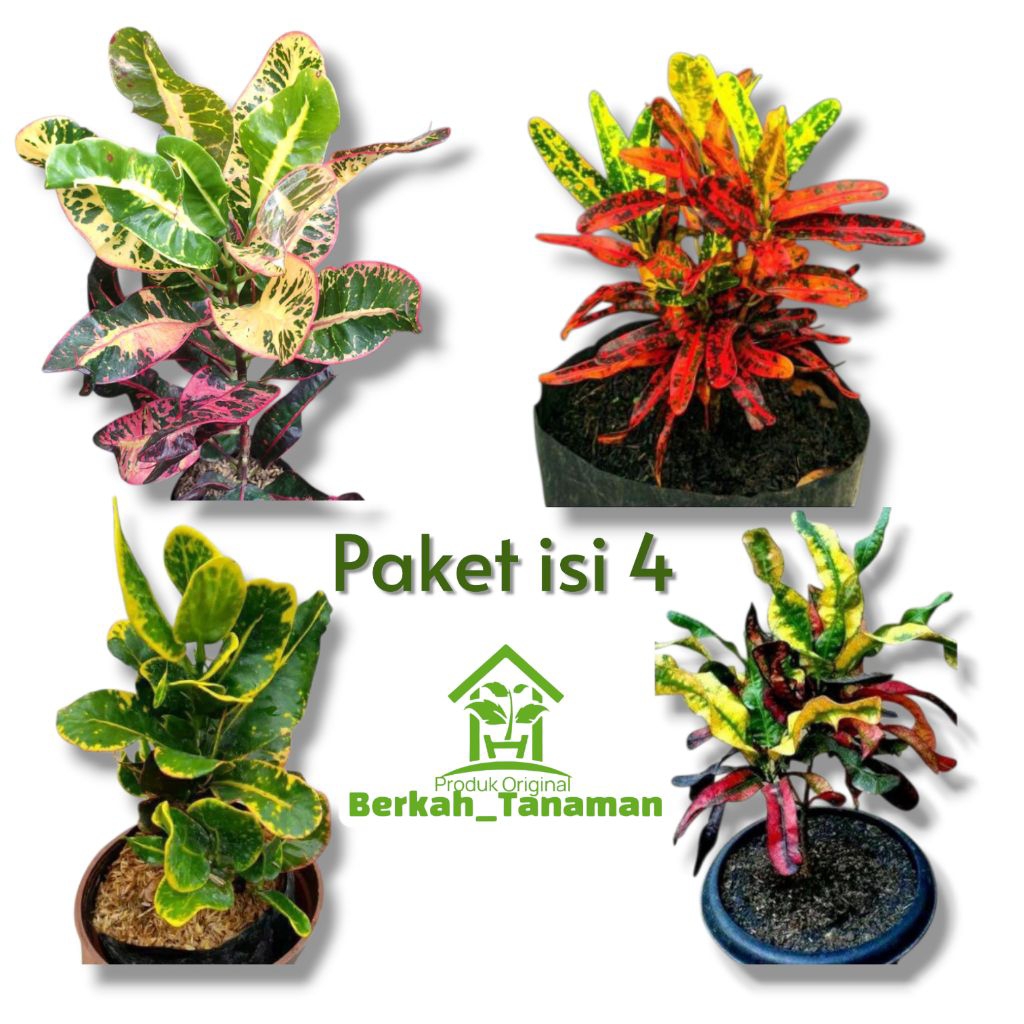 tanaman hias puring isi 4 jenis - tanaman puring - tanaman hias puring - bunga puring - dekorasi tam