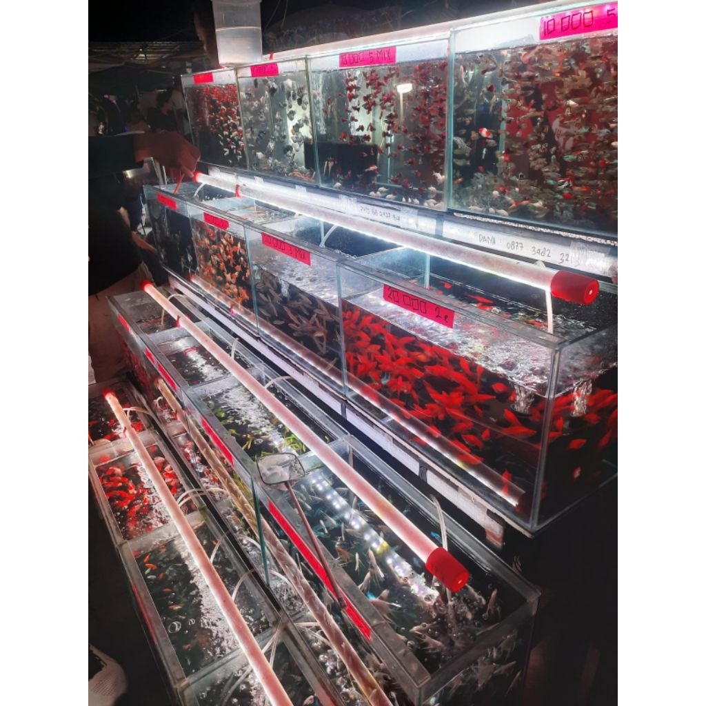 makanan cupang giant hm