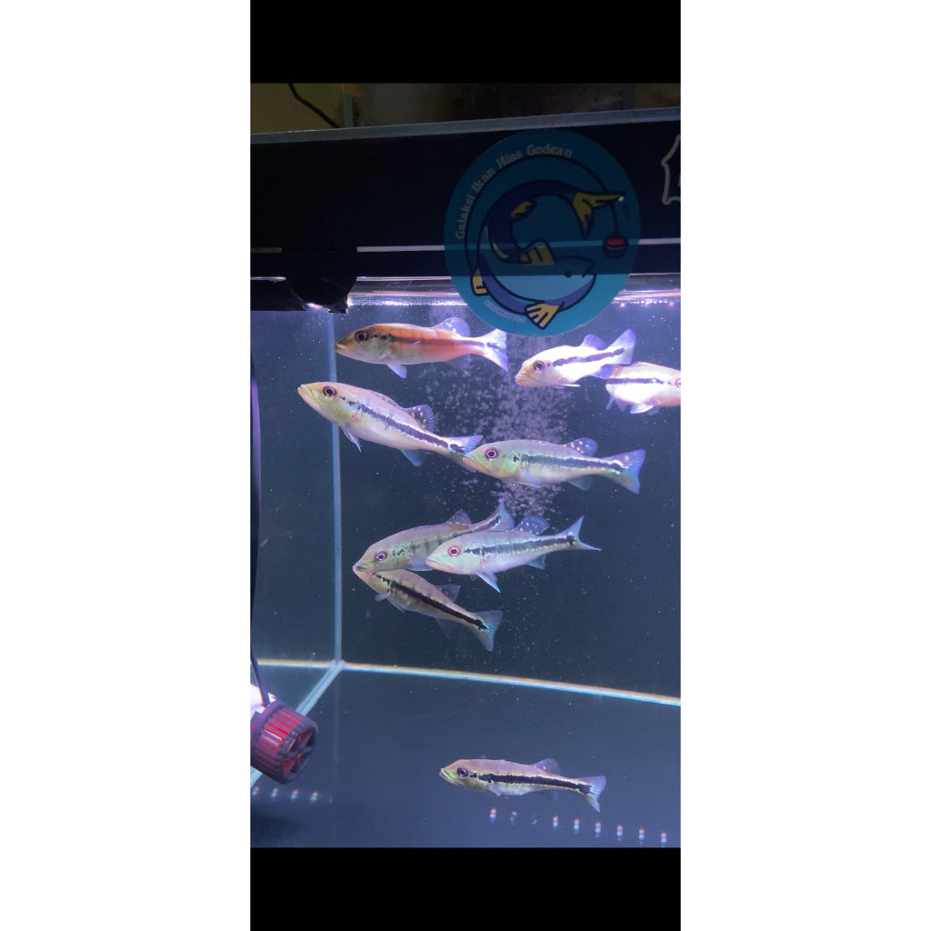 PBASS INTERMEDIA 9-10CM PELET