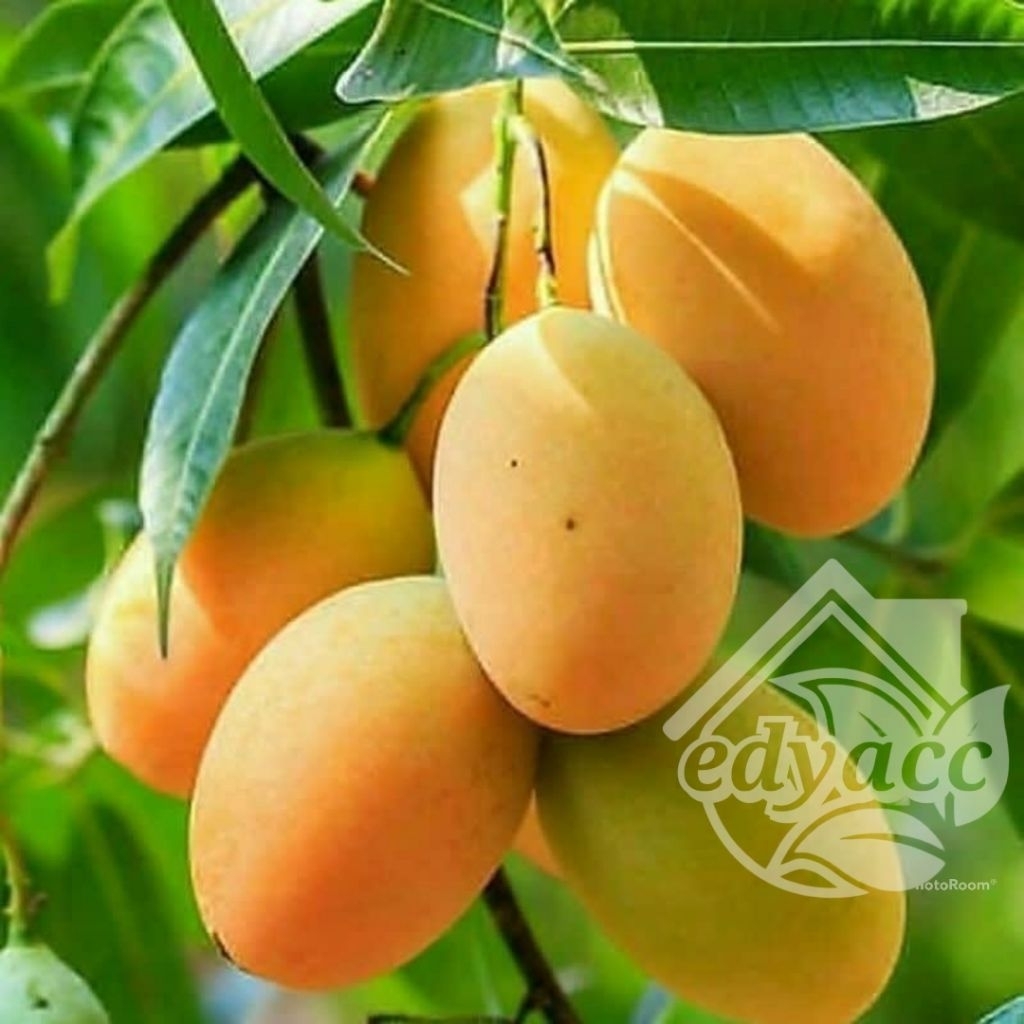 bibit mangga madu harum manis super genjah