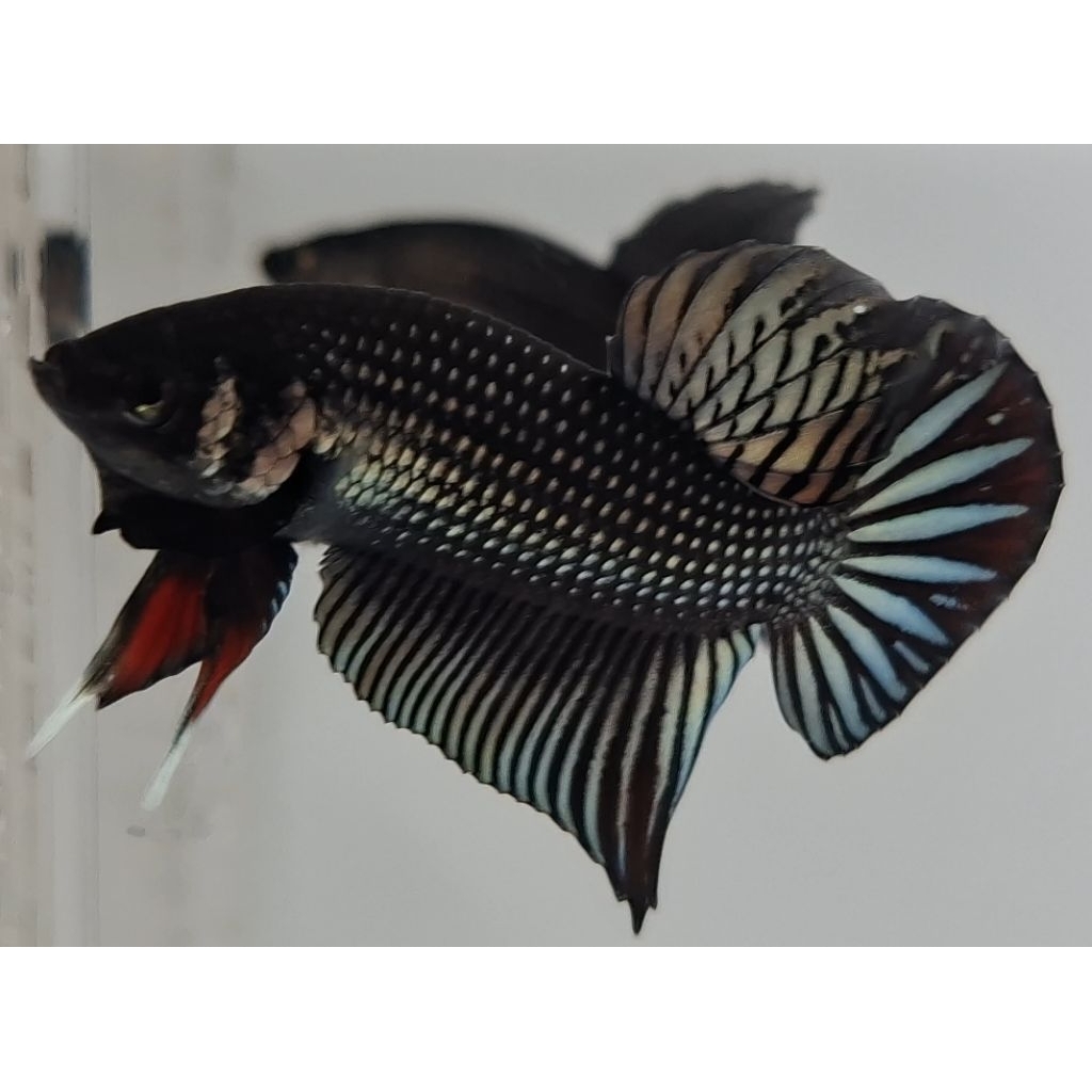 Wild Betta Imbellis Hybrid Copper Round Tail Size M