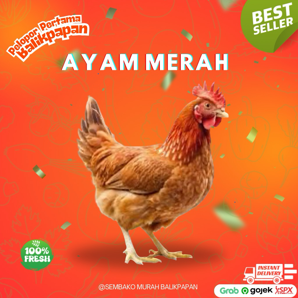 Ayam merah petelur - HIDUP (CUT BY ORDER)