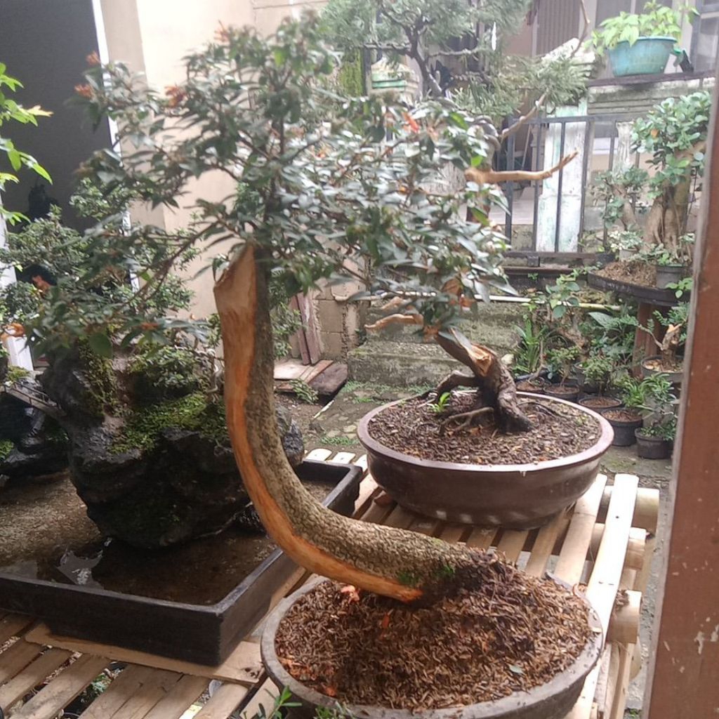 bonsai pusaka