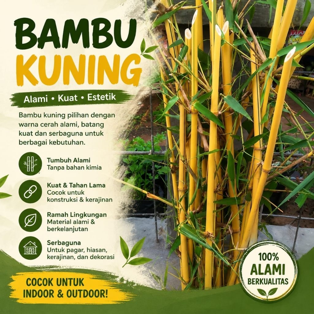 Bambu Kuning Mini, Bambu Kuning Hias, Bambu Kuning Tanaman Hias, Bambu Kuning Asli panjang 30 cm