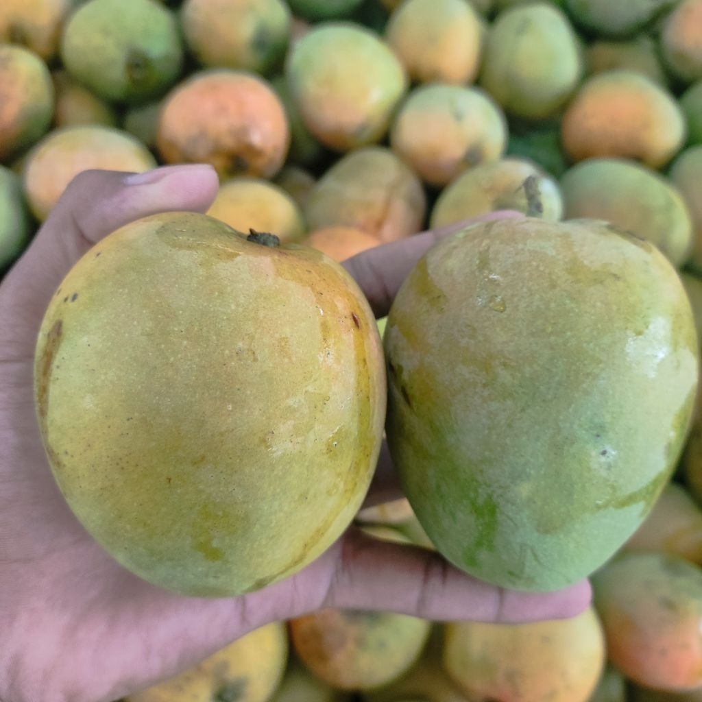 Mangga gedong gincu manis segar 1kg