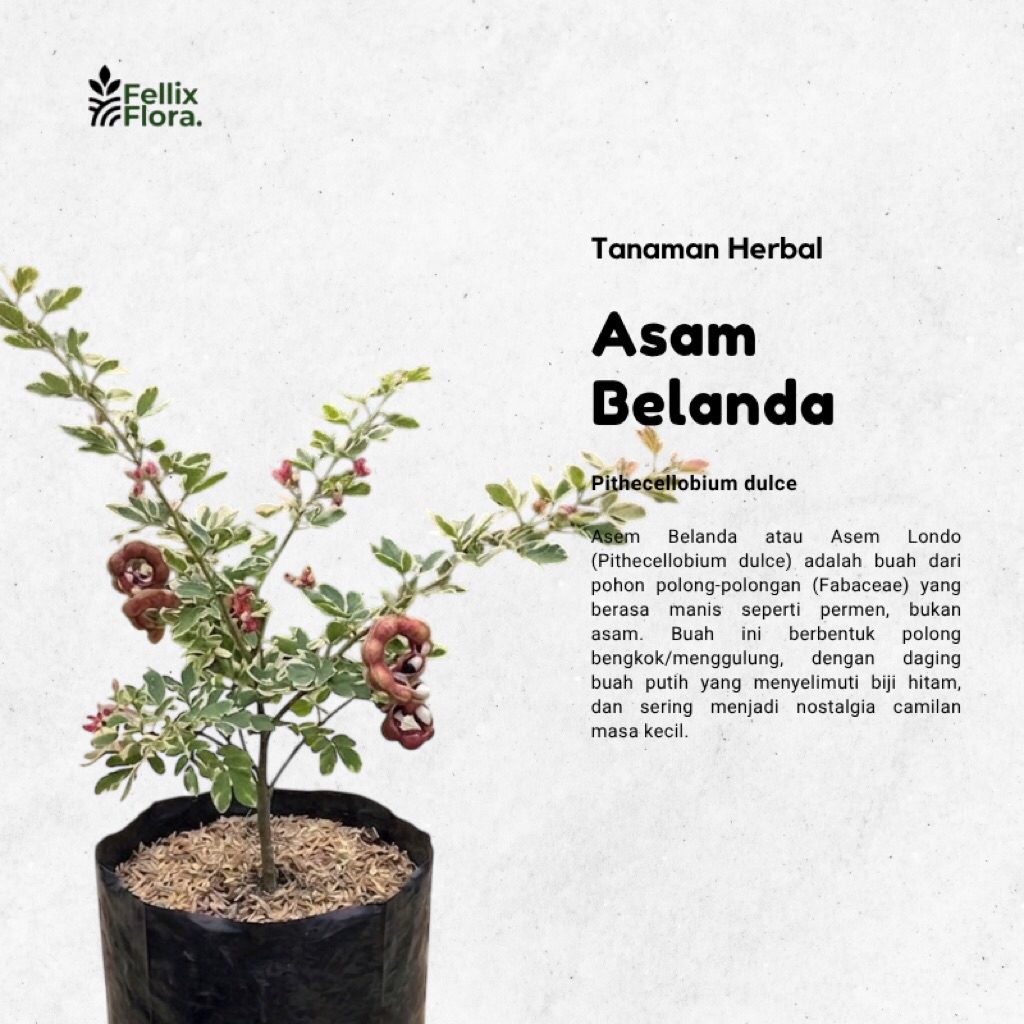 Bibit Tanaman Pohon Asem Belanda / Asem Londo / Asem Kranji