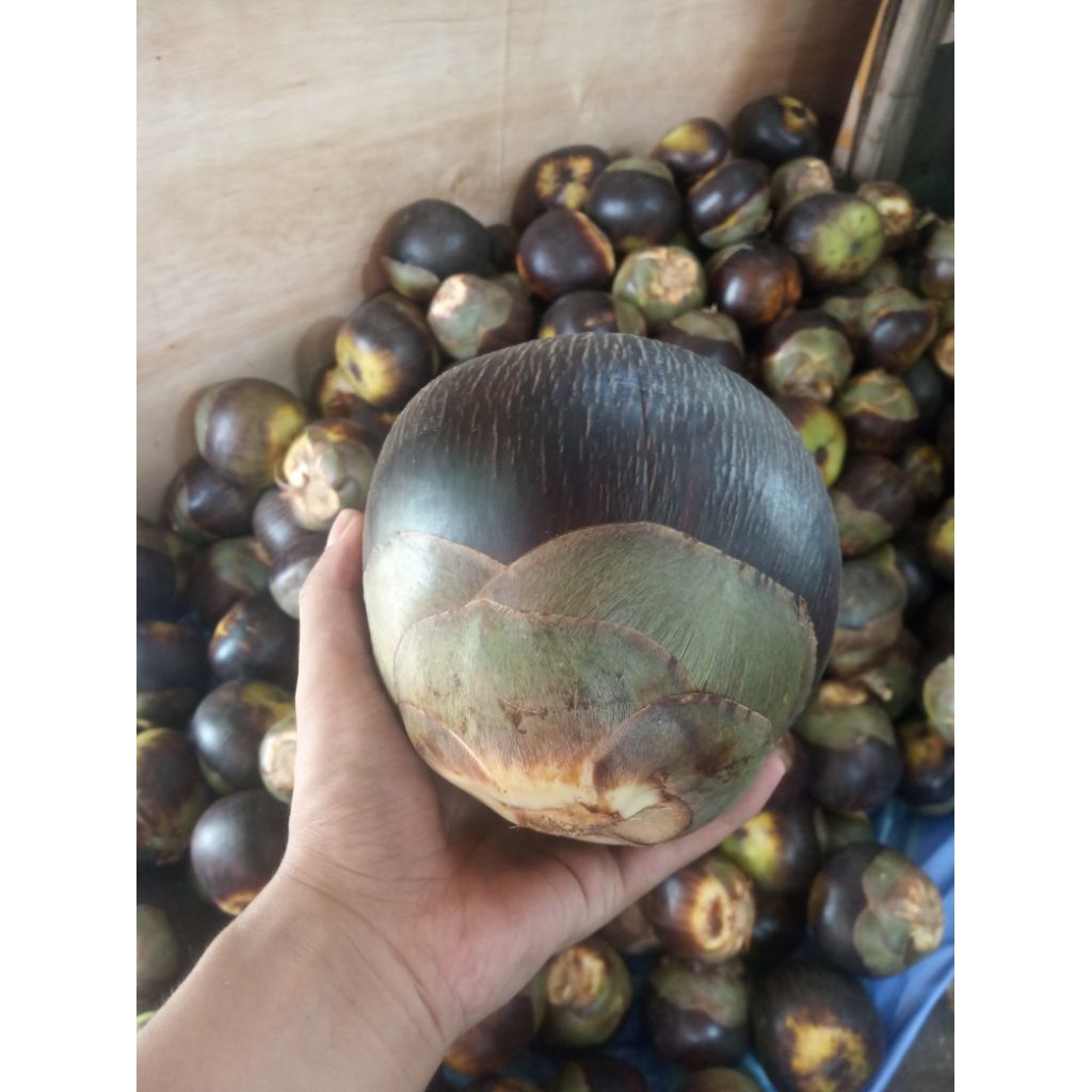 buah lontar