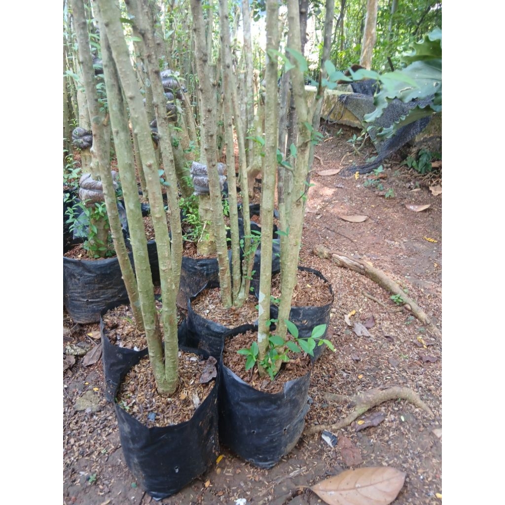 bonggol Anput twin uk jmpl tangan tinggi 1m