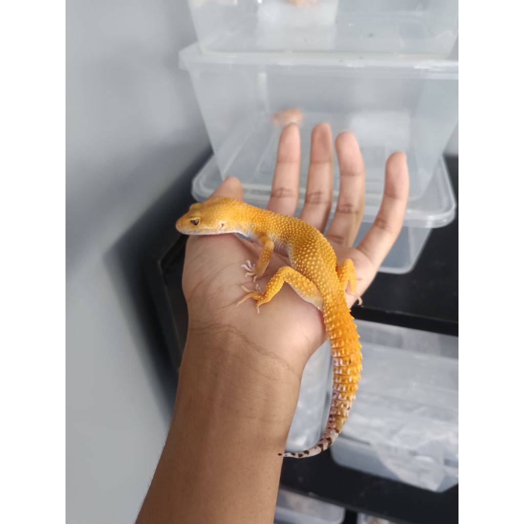 Mainan Gecko SHTCTB Tomato