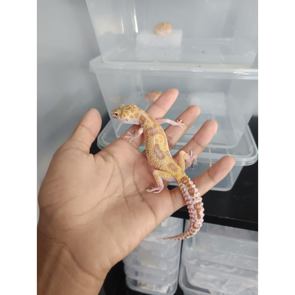 Mainan Gecko Raptor Poss Snow (full ruby)
