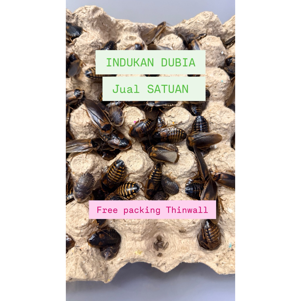 Indukan kecoa dubia pakan reptil satuan free packing thinwall