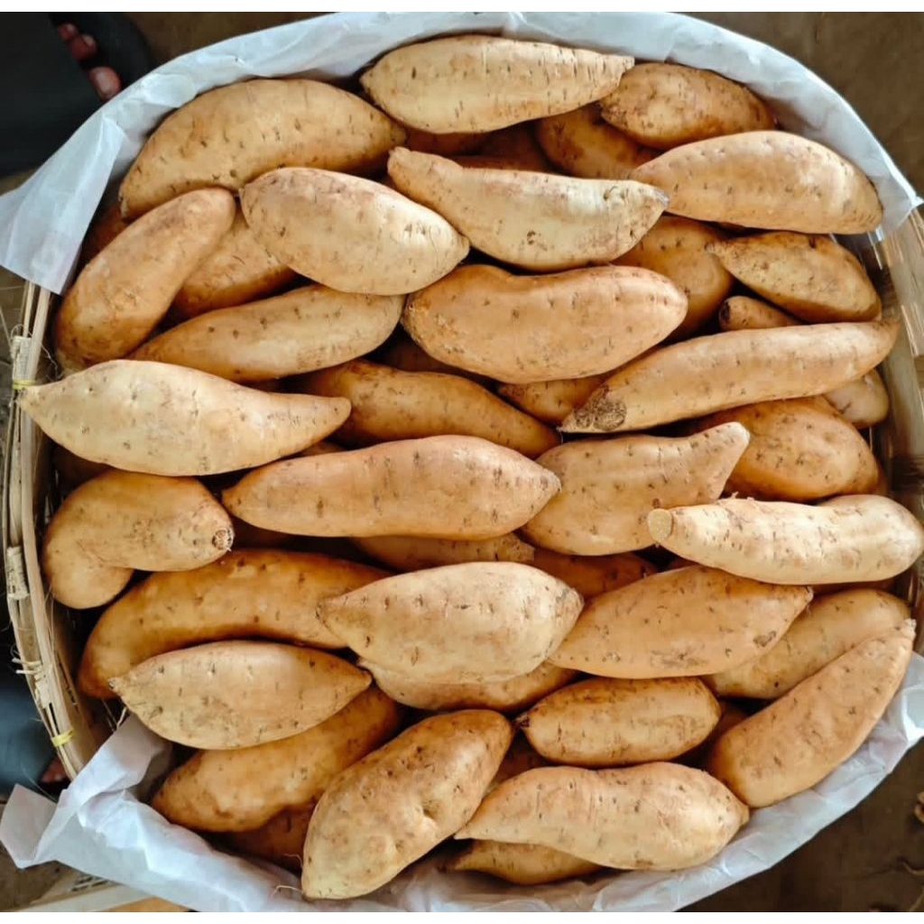 Ubi cilembu sumedang