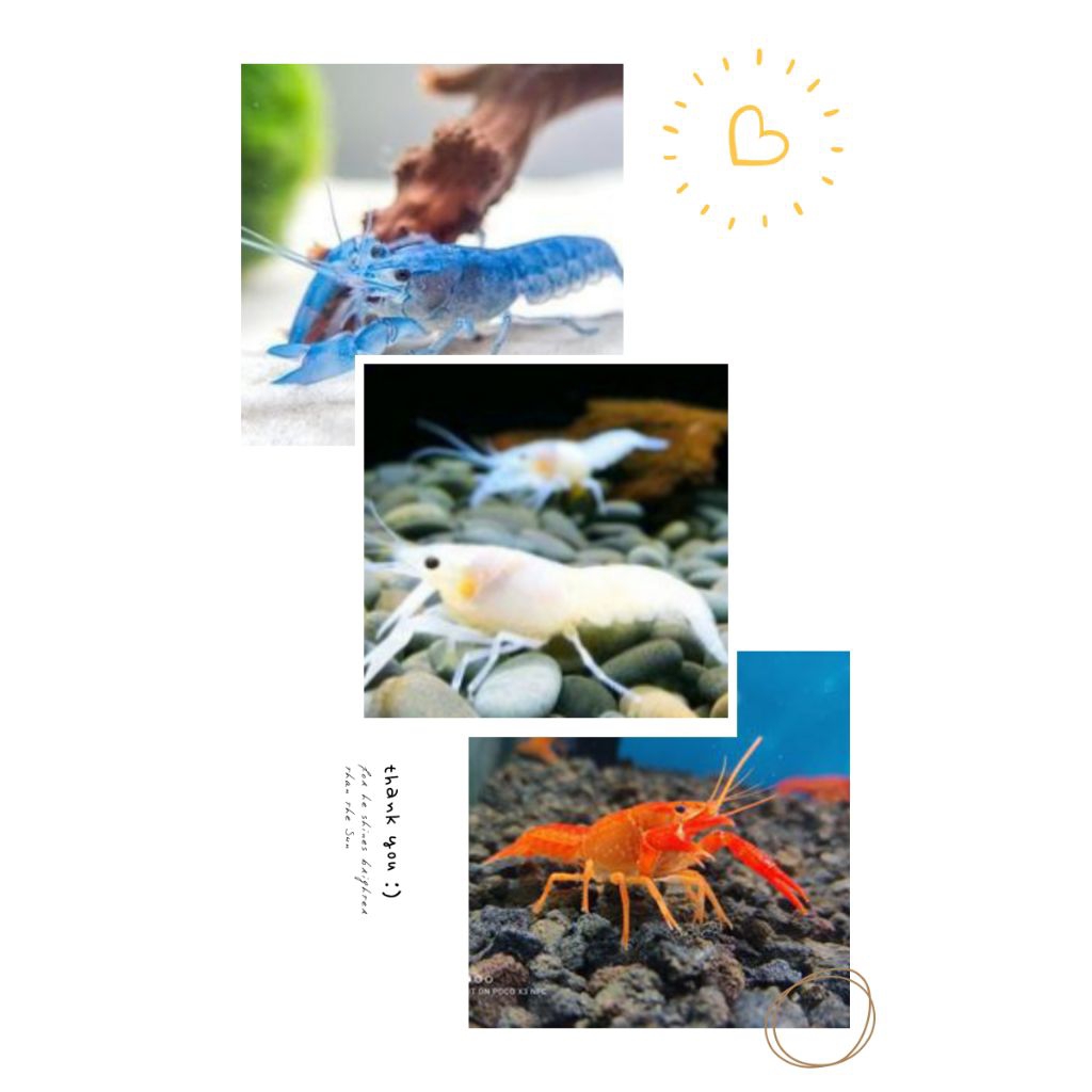 Pilihan warna Lobster udang hias akuarium