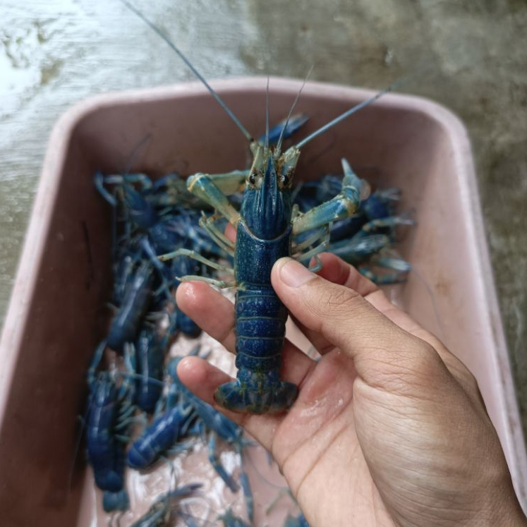 Indukan Lobster Air Tawar Warna Biru Produktif