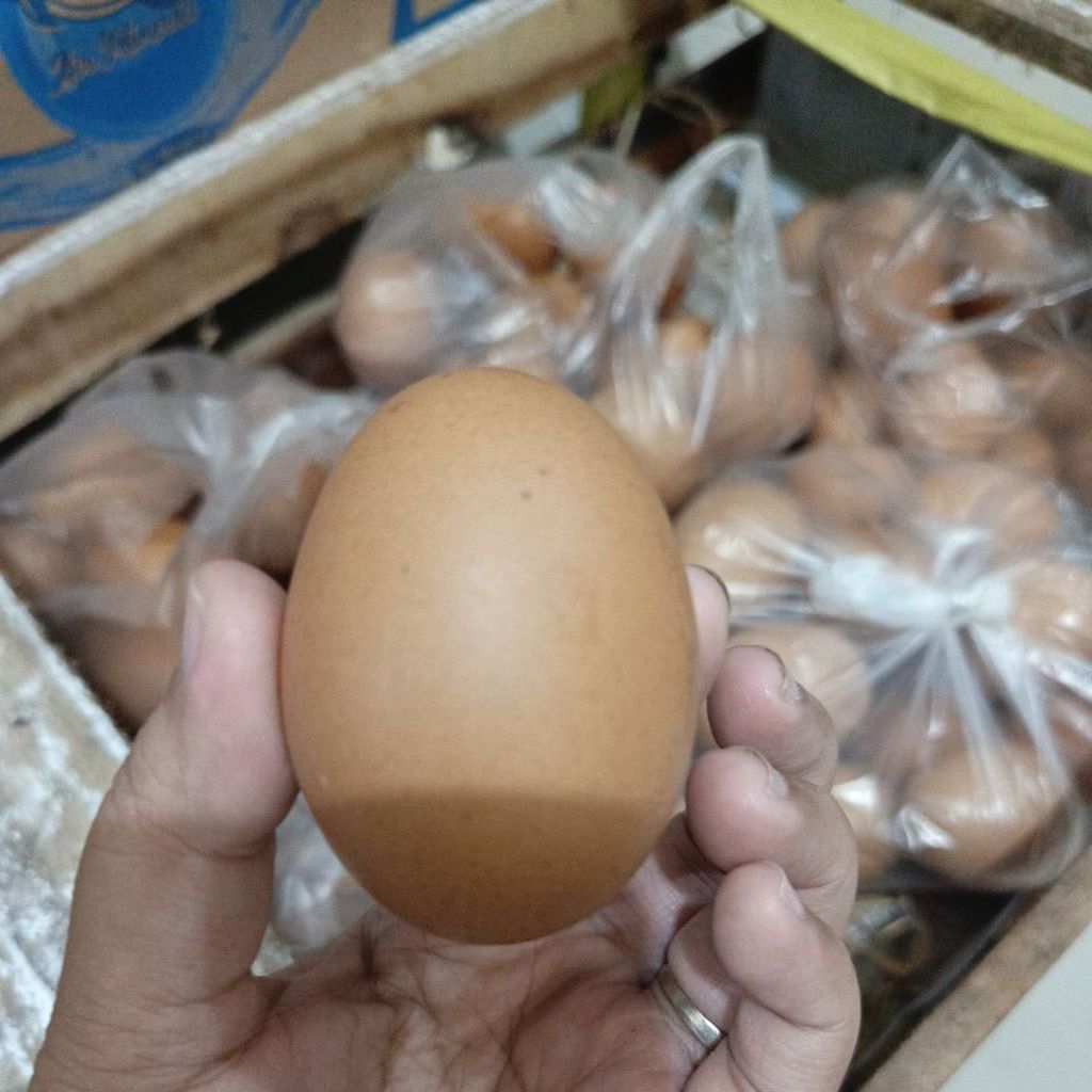 Telur Ayam Negeri Fresh 1 kg Paiton