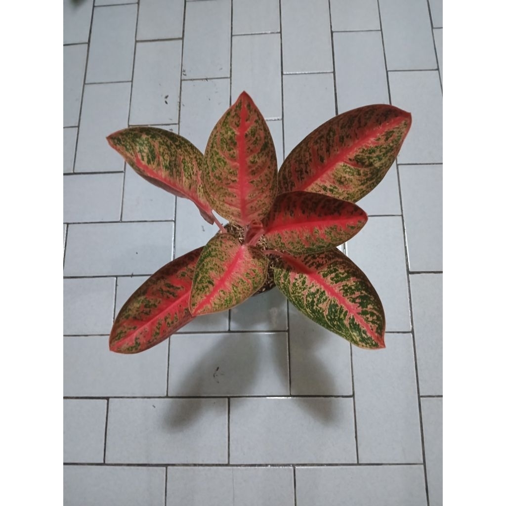 Aglaonema Kendedes dewasa