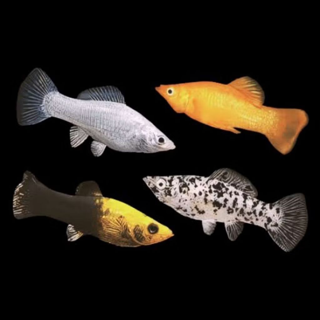 ikan hias molly pakan predator size 2-3 cm