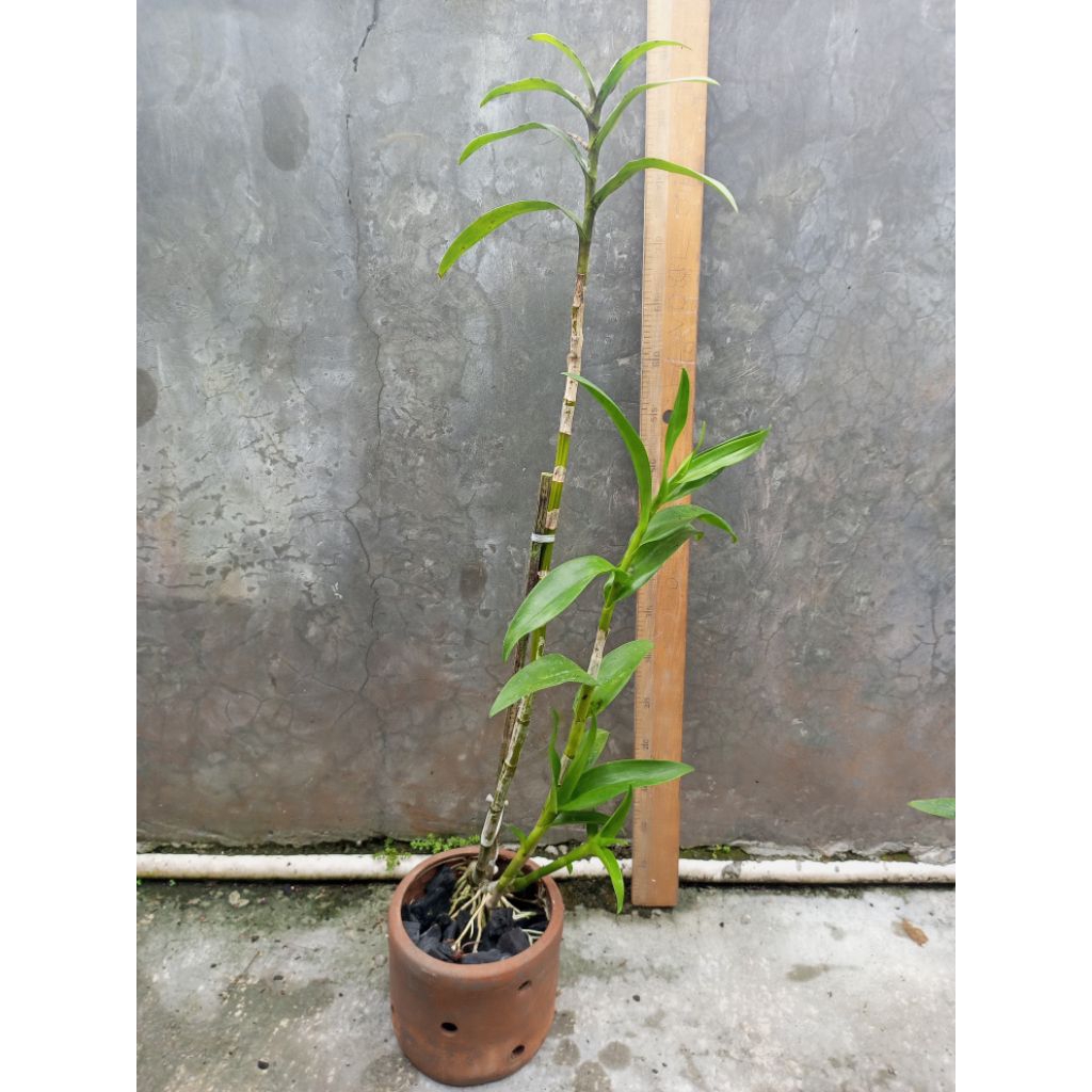 Anggrek Dendrobium Capung Kapuas Original Hasil Splitan