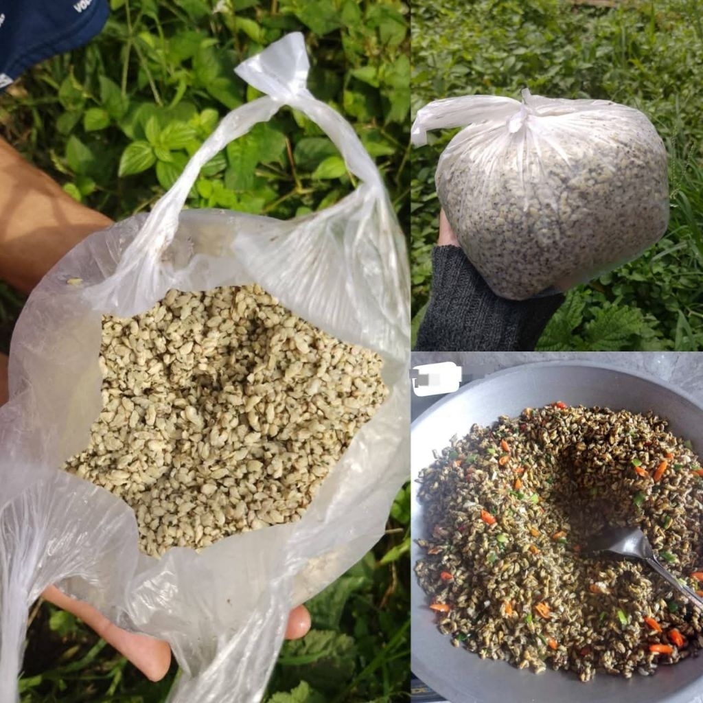 KERANG KUPANG