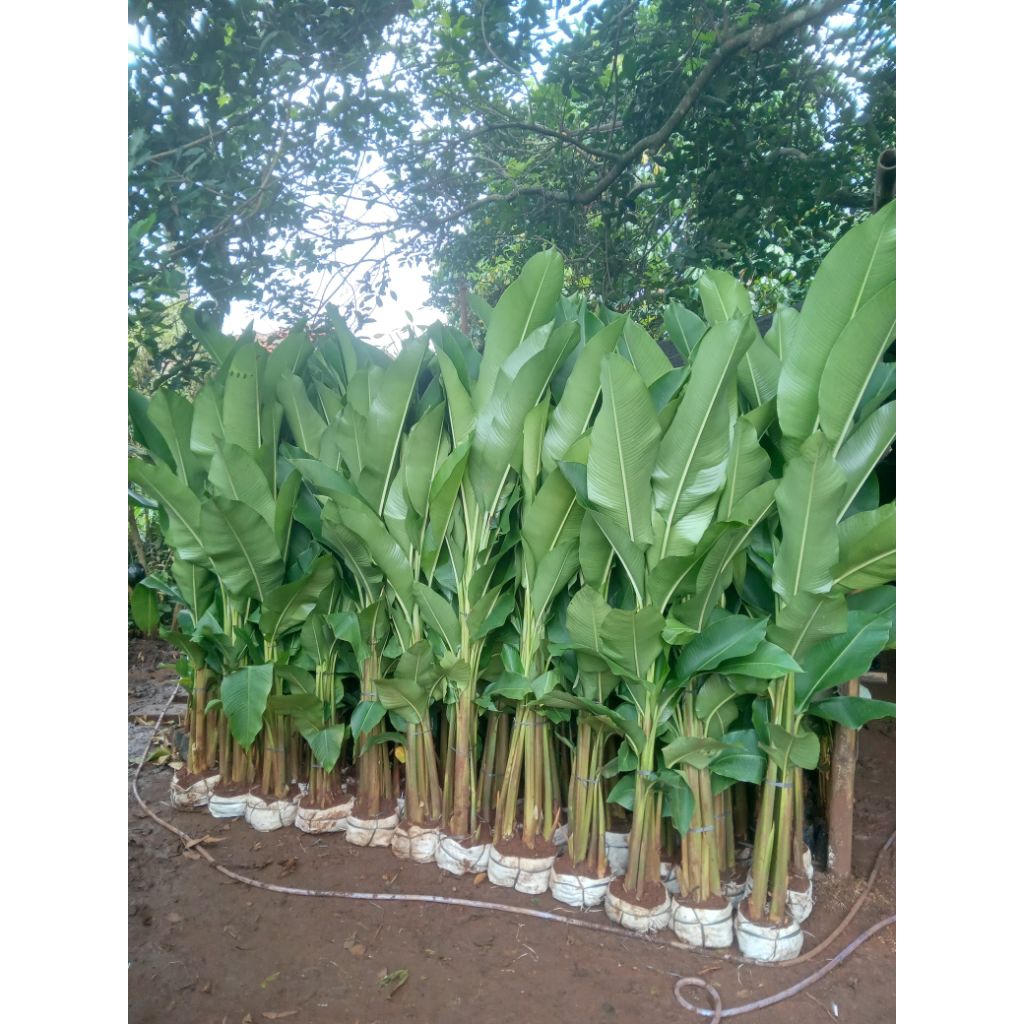 Tanaman Pohon Pisang Karibay Ukuran Besar 2 Sampai 3 Meter Tanaman Hias Pisang-pisangan Karibay Besa