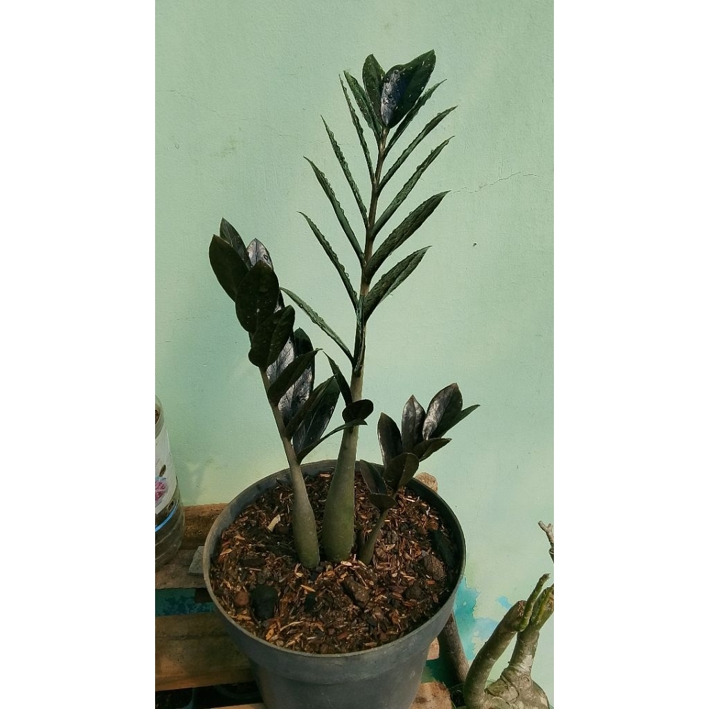 Zz plant black raven