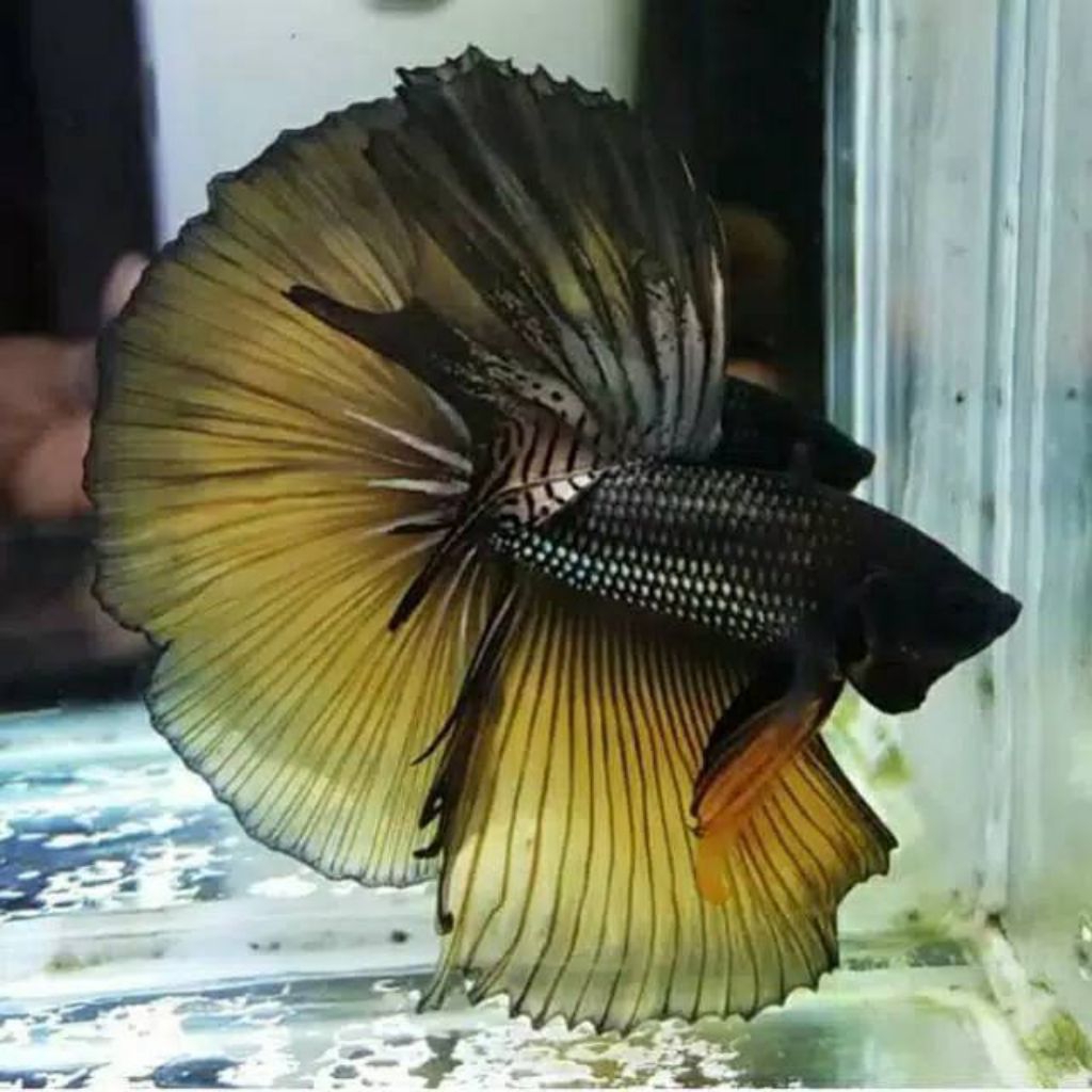 Ikan Cupang Halfmoon - Black Yellow Copper - Jantan - Size L - Hiasan Aquarium