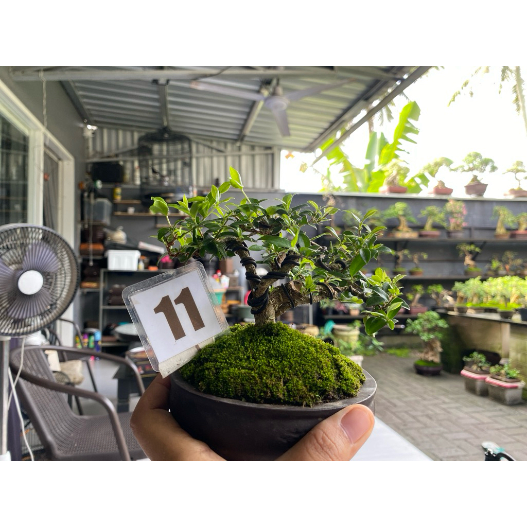 bonsai sakura micro